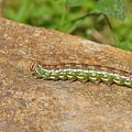 Kiefernschwärmer (Sphinx pinastri)